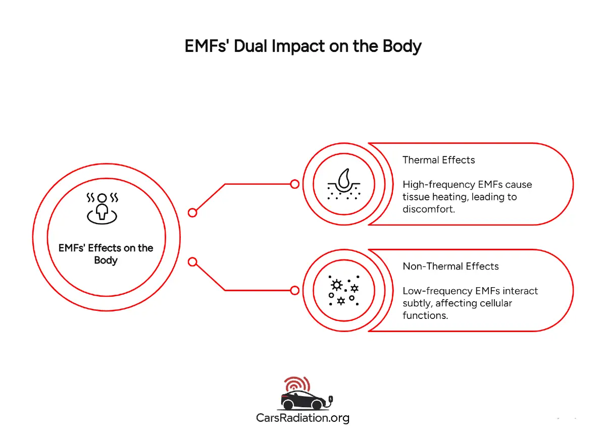 EMFs dual impact on the body infographic